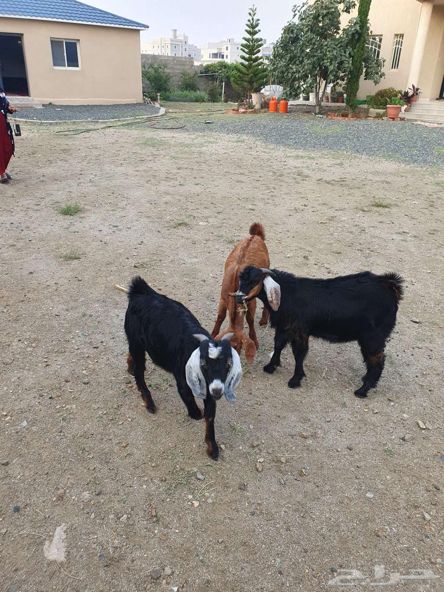 Clean goats and fully charged condition64390221895427111