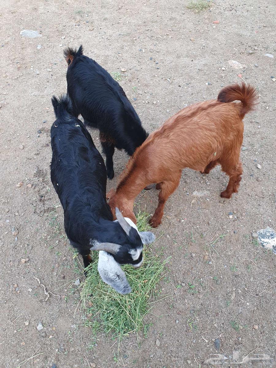 Clean goats and fully charged condition64390221895427110
