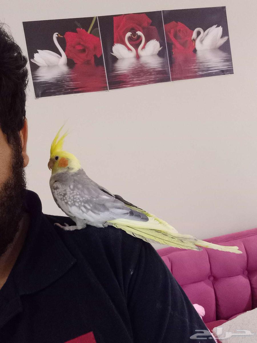 كروان تربيه64390291831553112