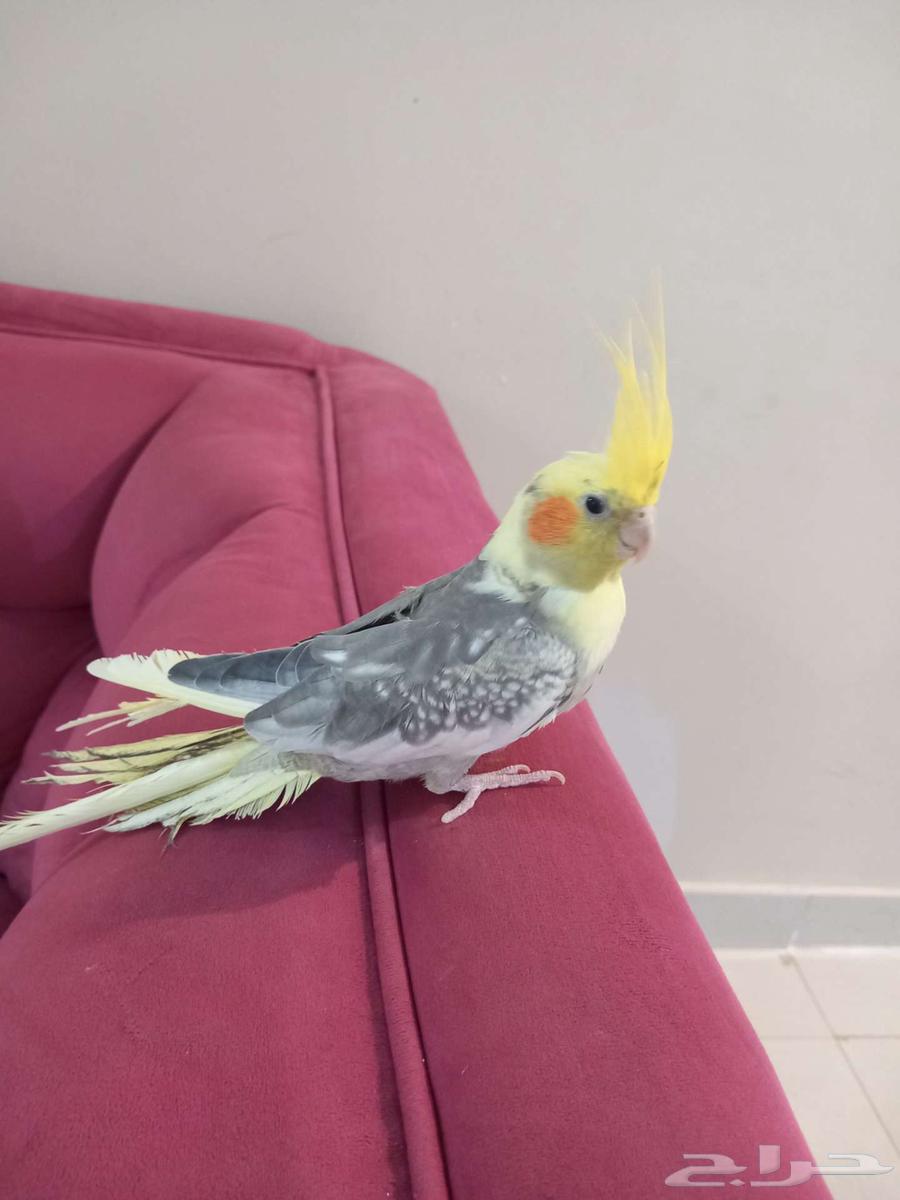 كروان تربيه64390291831553111