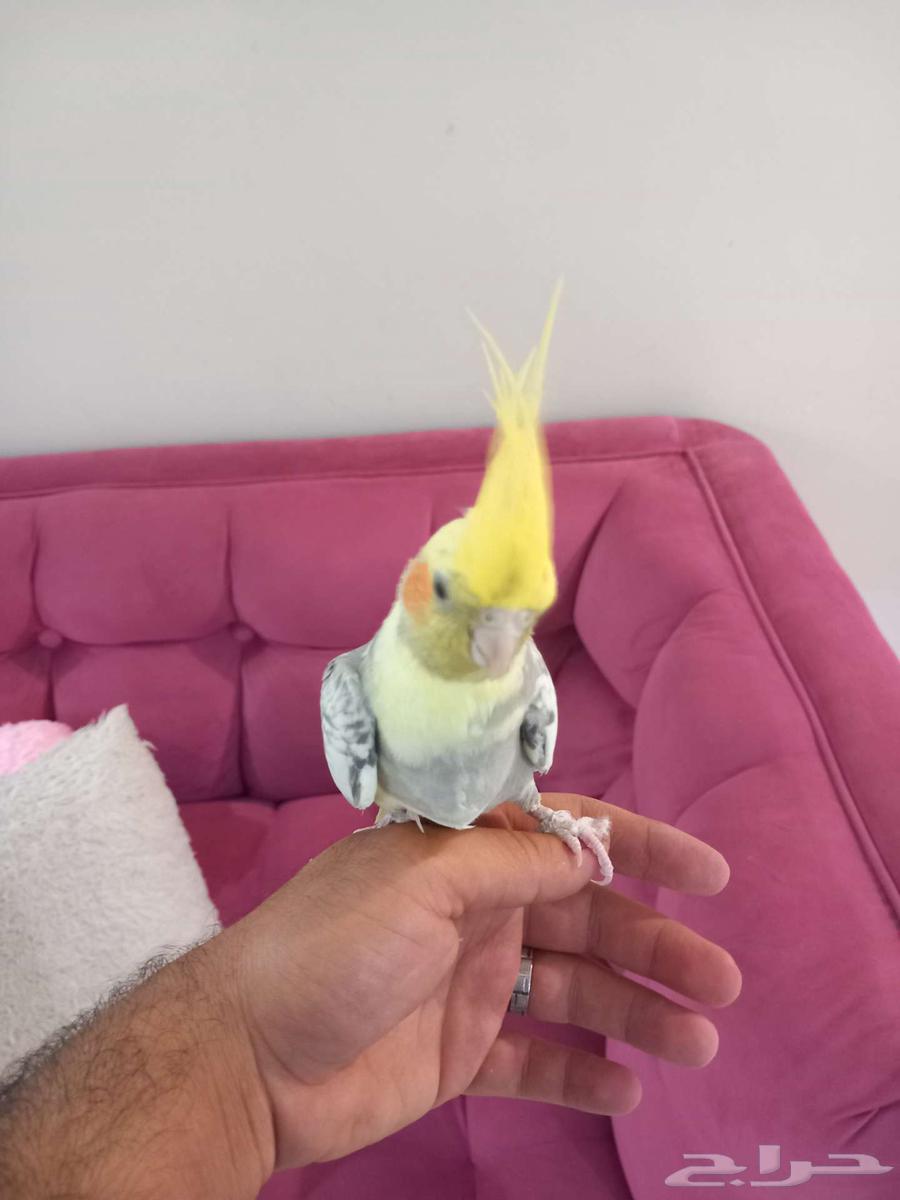 كروان تربيه64390291831553113