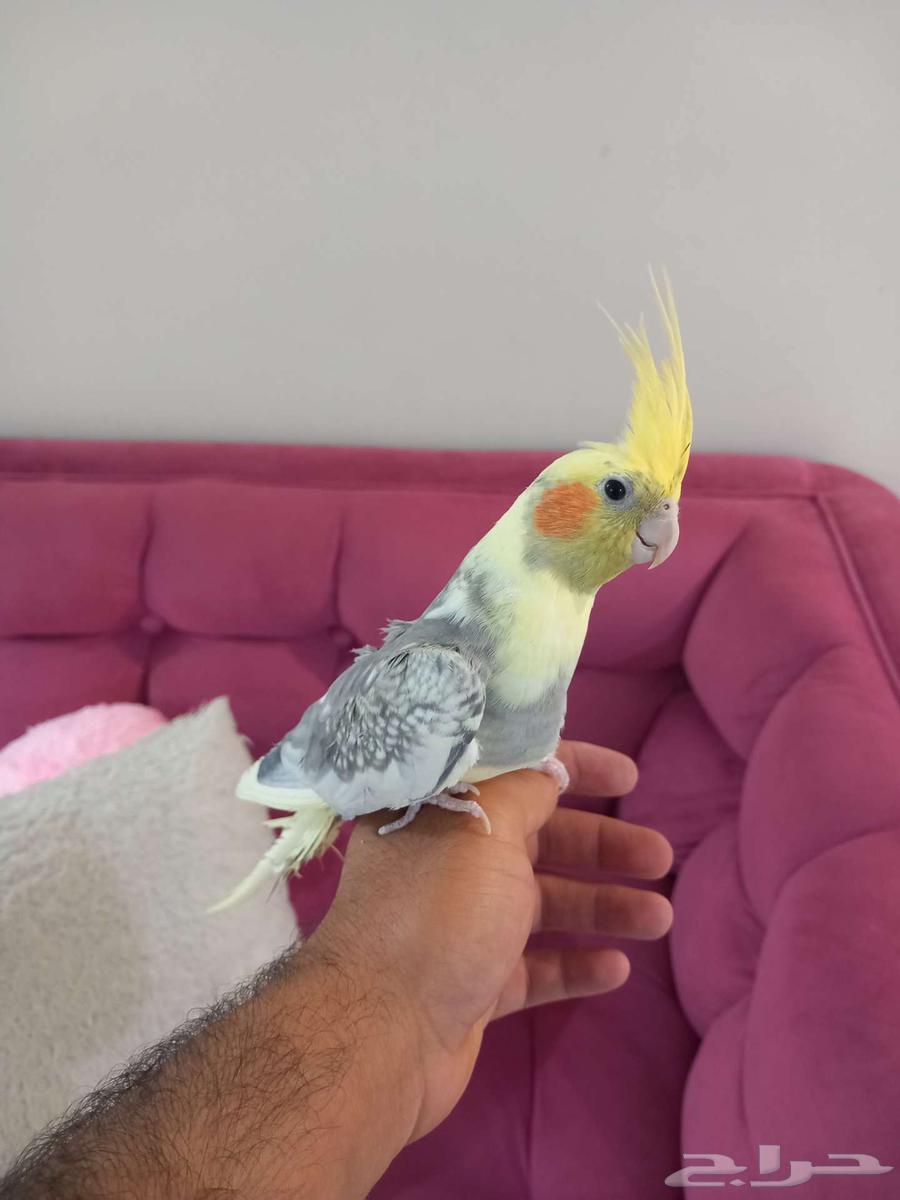 كروان تربيه64390291831553110