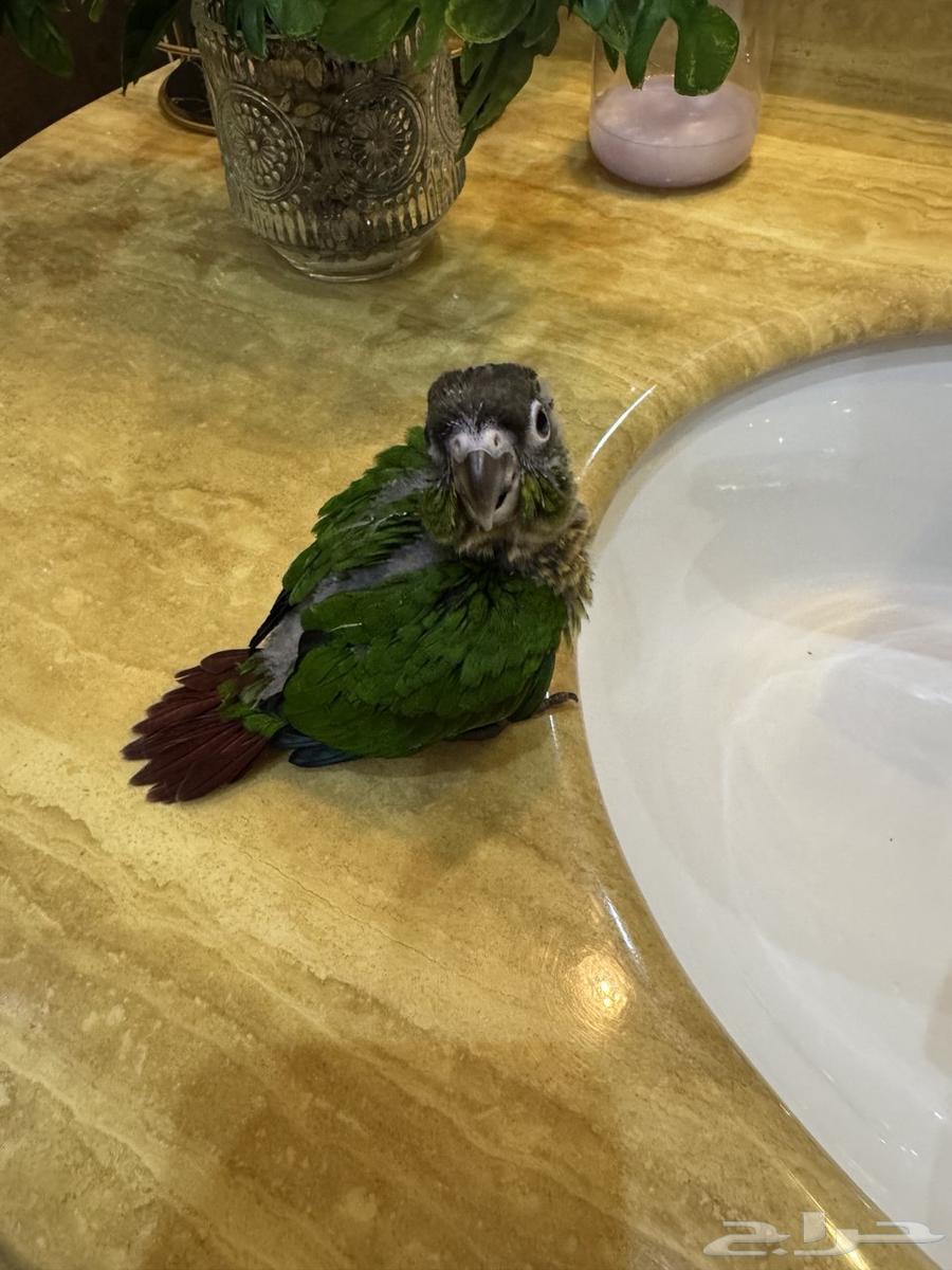 للبيع طائر كنيور قرين شيك نهاية غر 700 ريال شامل الملحقات64390082321027111