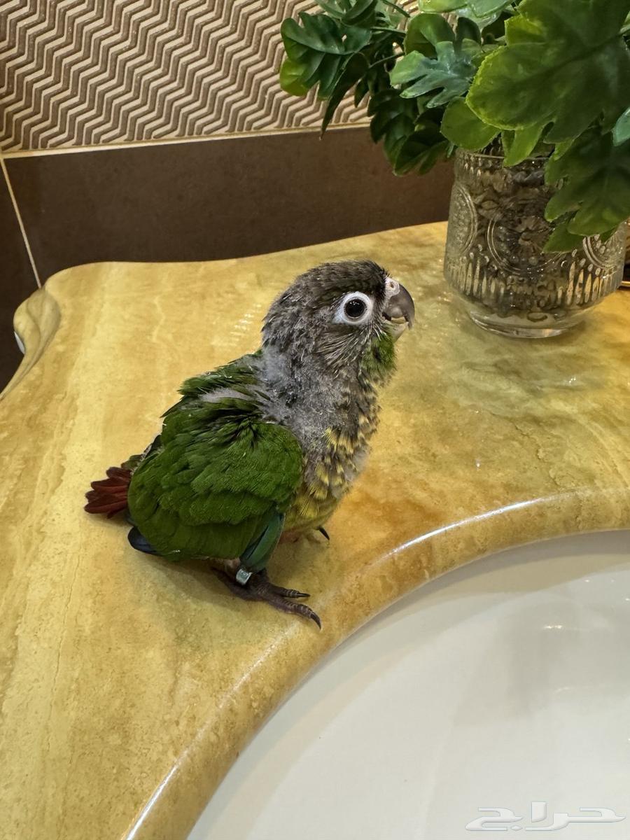 للبيع طائر كنيور قرين شيك نهاية غر 700 ريال شامل الملحقات64390082321027112