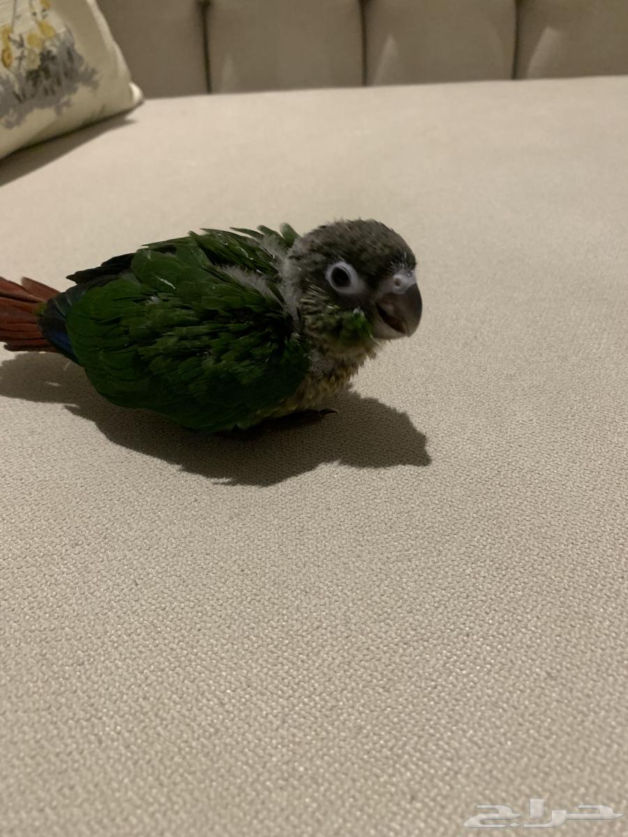 للبيع طائر كنيور قرين شيك نهاية غر 700 ريال شامل الملحقات64390082321027110