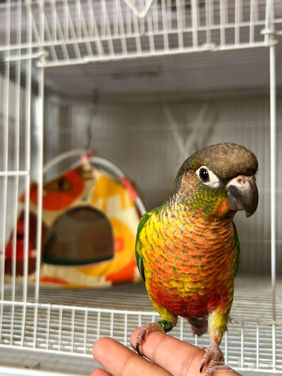 كنيورات اليفه بسعر مناسب64390458021379112