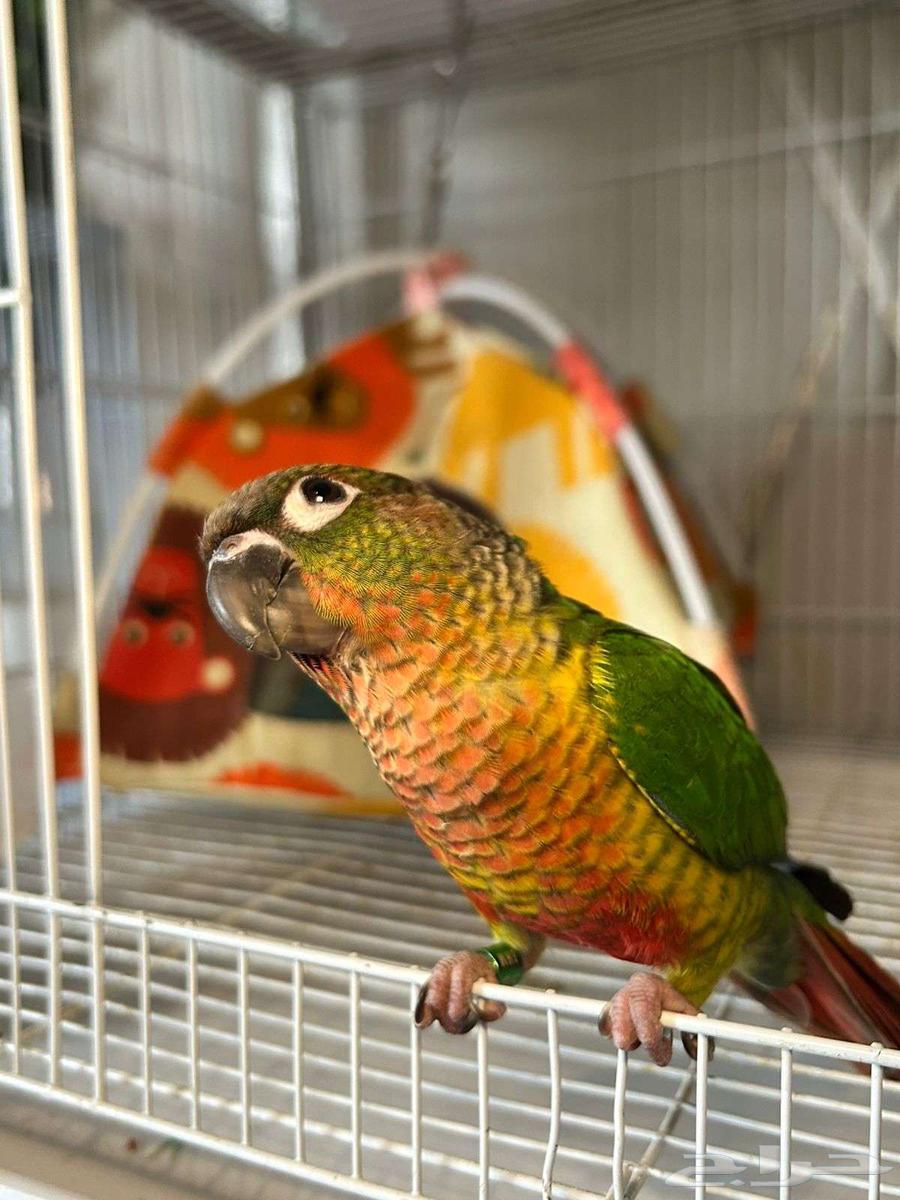 كنيورات اليفه بسعر مناسب64390458021379110