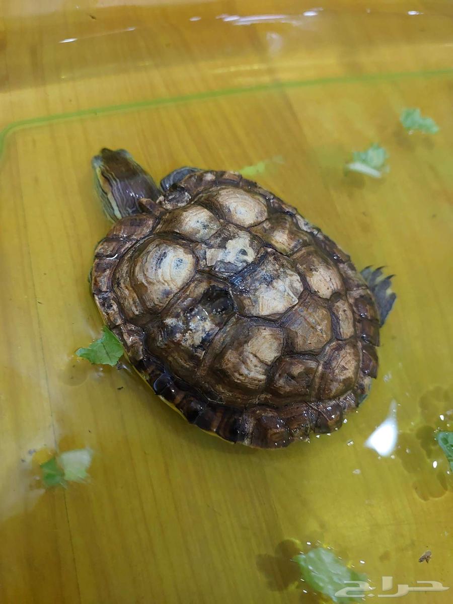 سلاحف للبيع64391050996994112