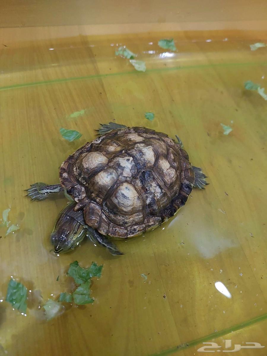 سلاحف للبيع64391050996994110