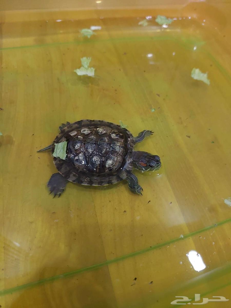 سلاحف للبيع64391050996994111