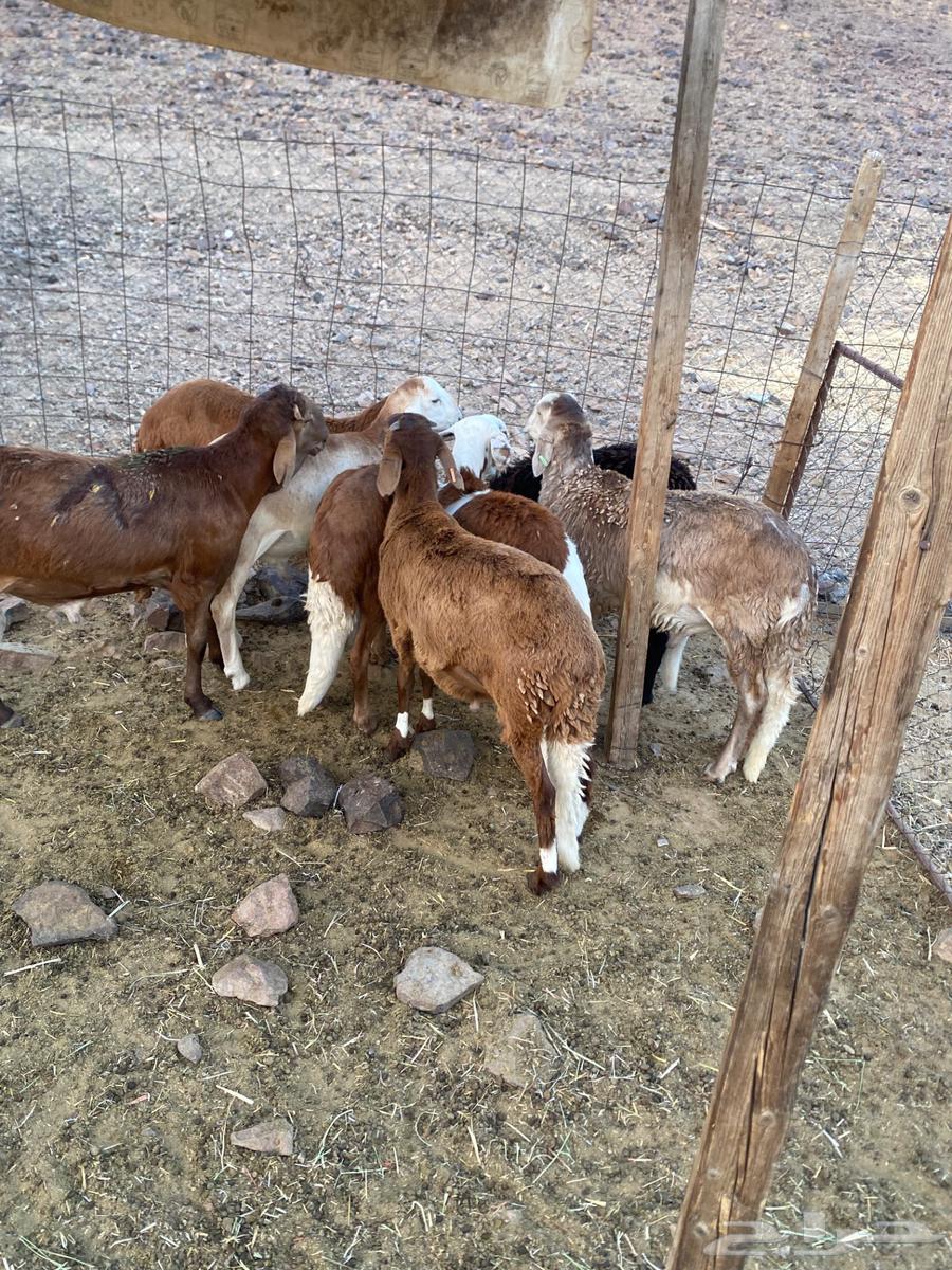 سواكن البيع64390995472130111