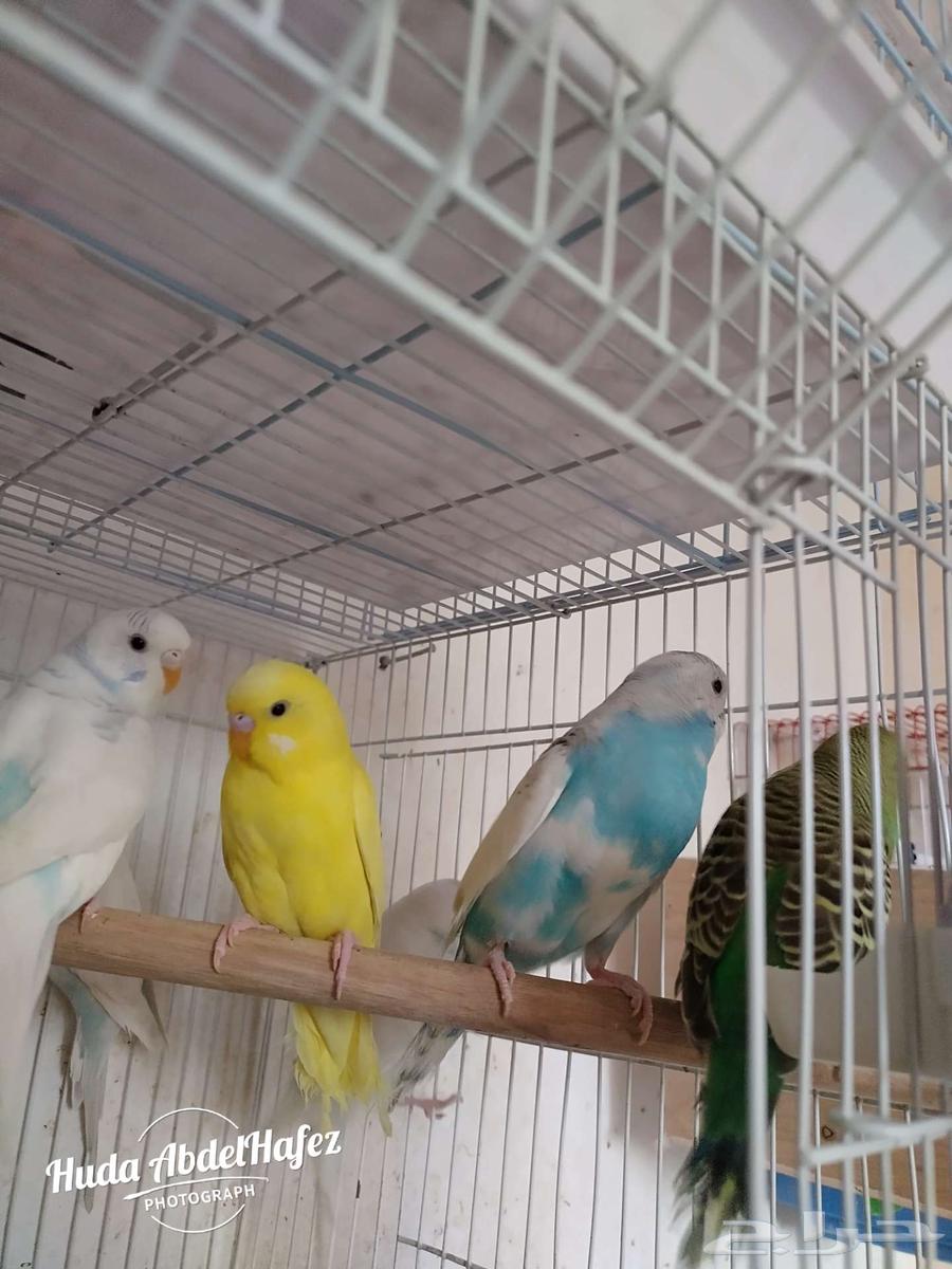 بادجى للبيع64391357636995112