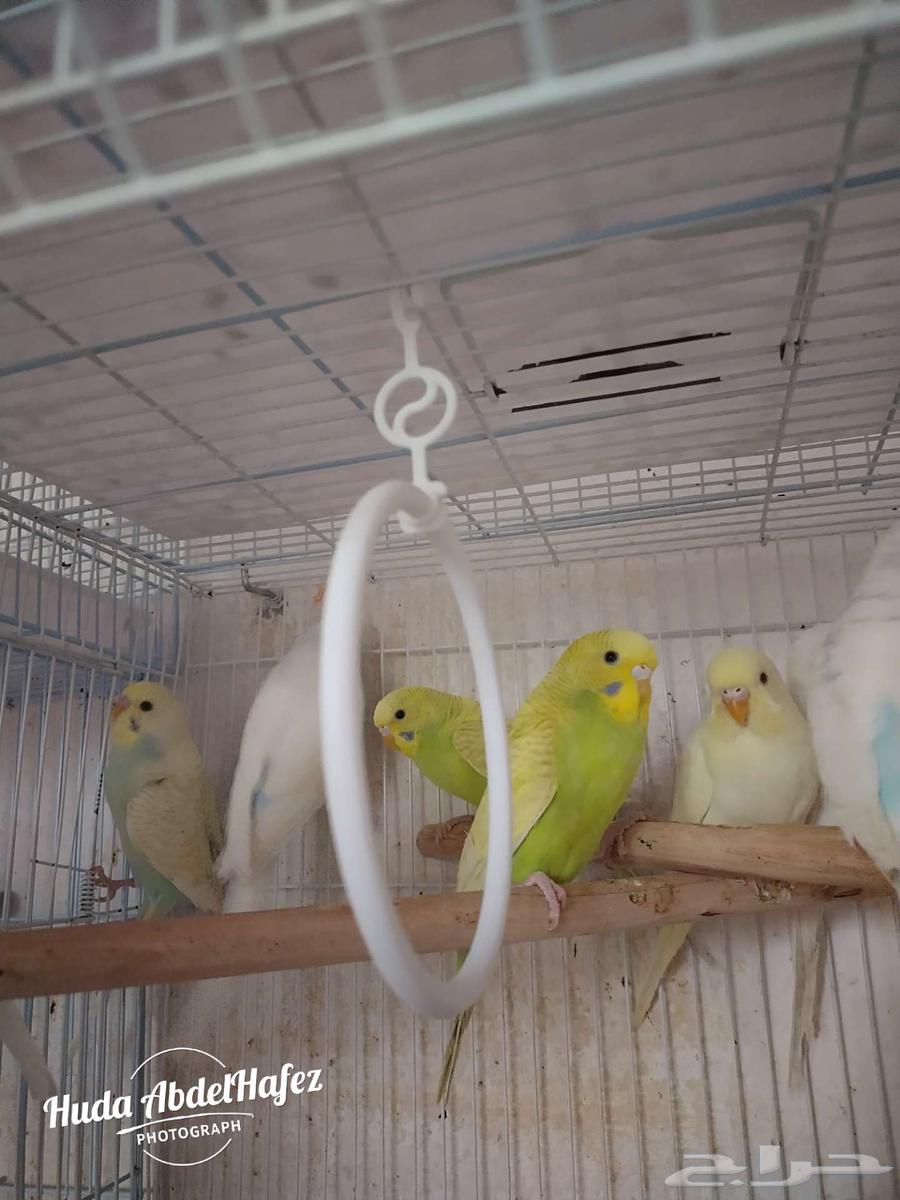 بادجى للبيع64391357636995114