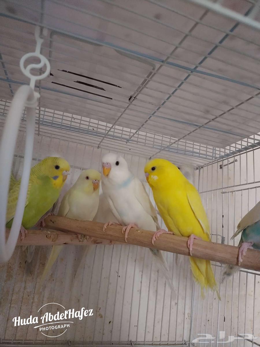 بادجى للبيع64391357636995113