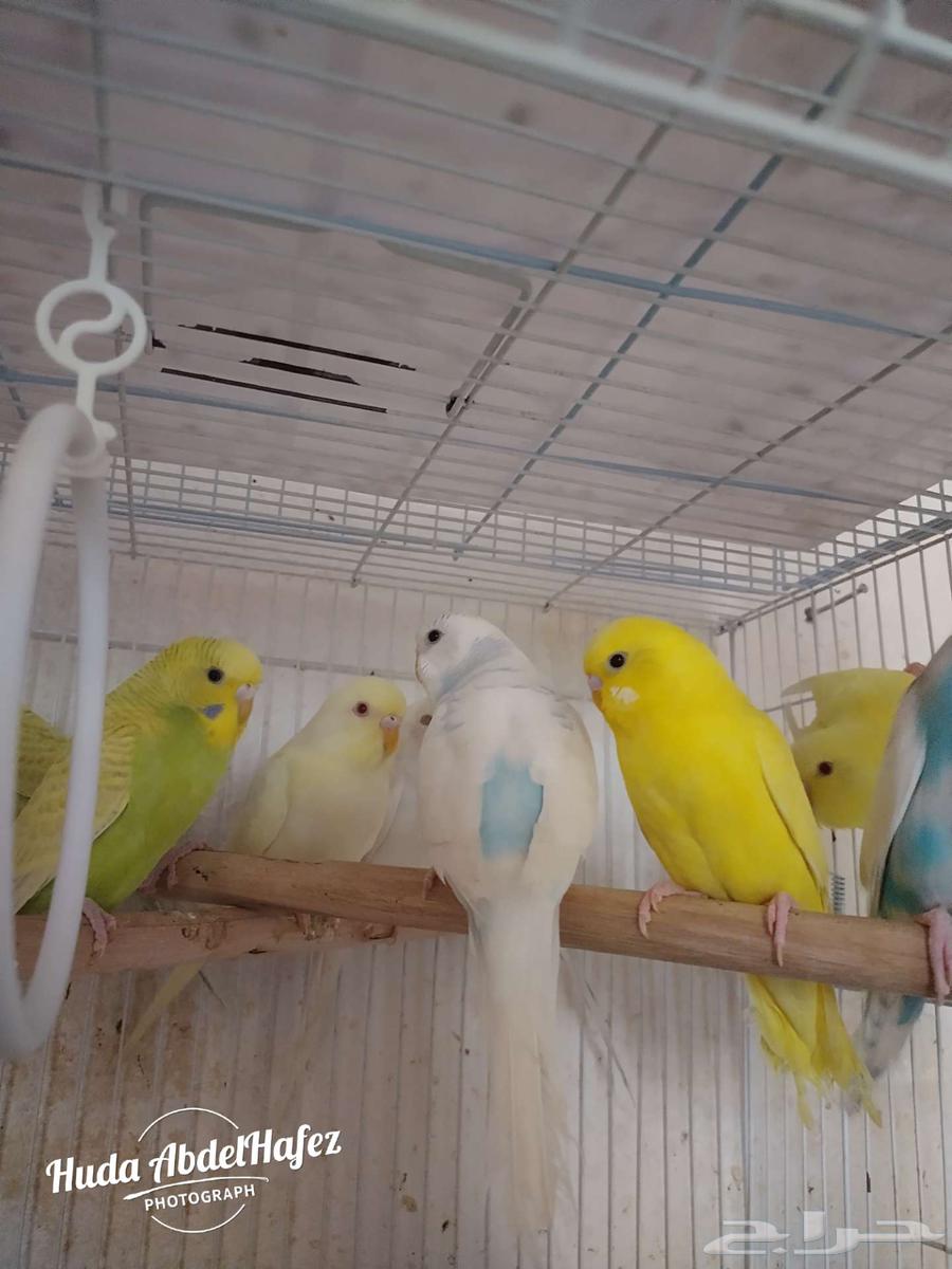 بادجى للبيع64391357636995111