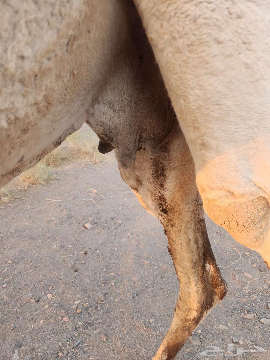 ناقه عشرا ضريبه مبيوع ولدها قبل أسبوعين64391811597826111