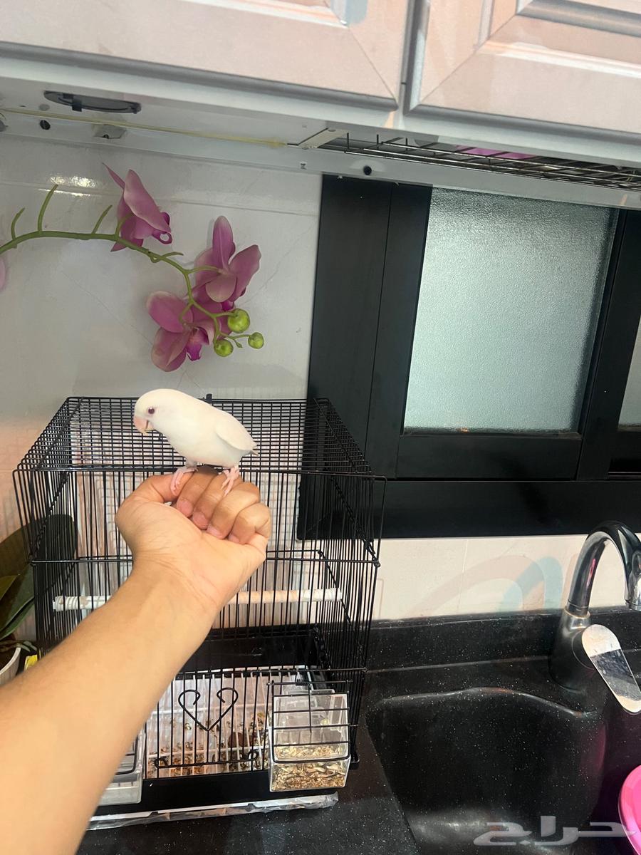 For sale Rose Albino, trained and in good health, without cage64392594618242111