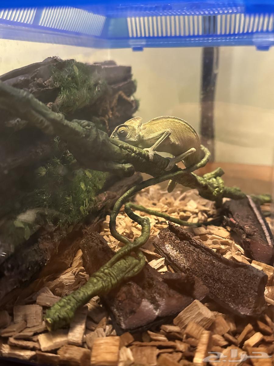 Chameleon64393197122177111