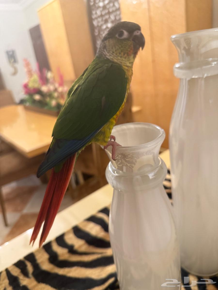 فرخ كنيور يلو سايد64378876301187112