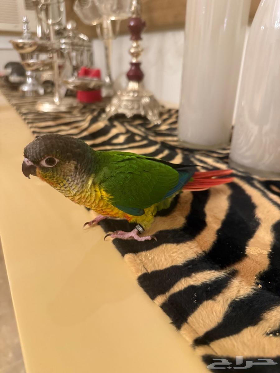 فرخ كنيور يلو سايد64378876301187113