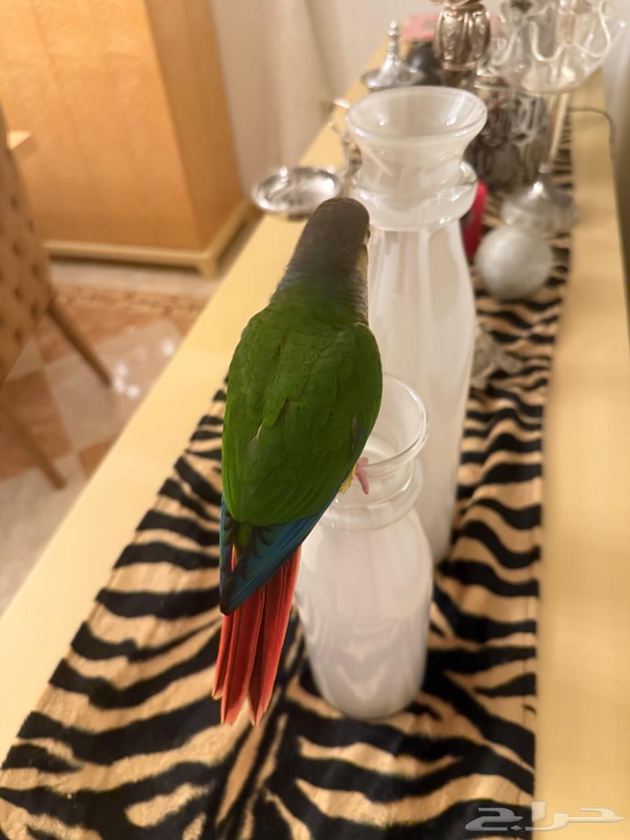 فرخ كنيور يلو سايد64378876301187111