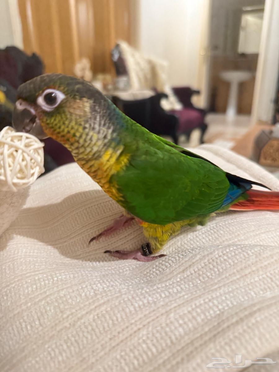 فرخ كنيور يلو سايد64378876301187114