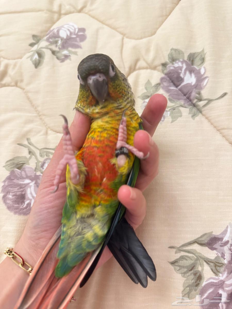 فرخ كنيور يلو سايد64378876301187110