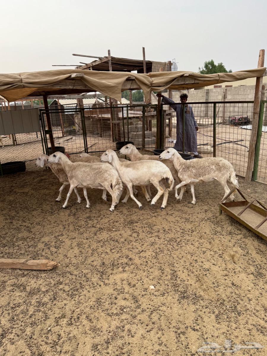 Sheep Freedom Number 664379108581379111