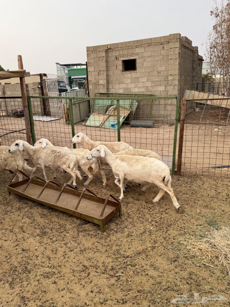 Sheep Freedom Number 664379108581379110