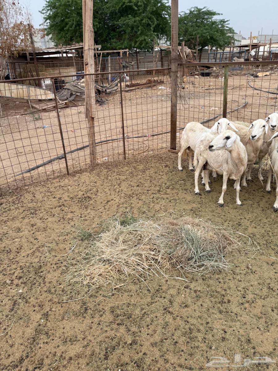 Sheep Freedom Number 664379108581379112