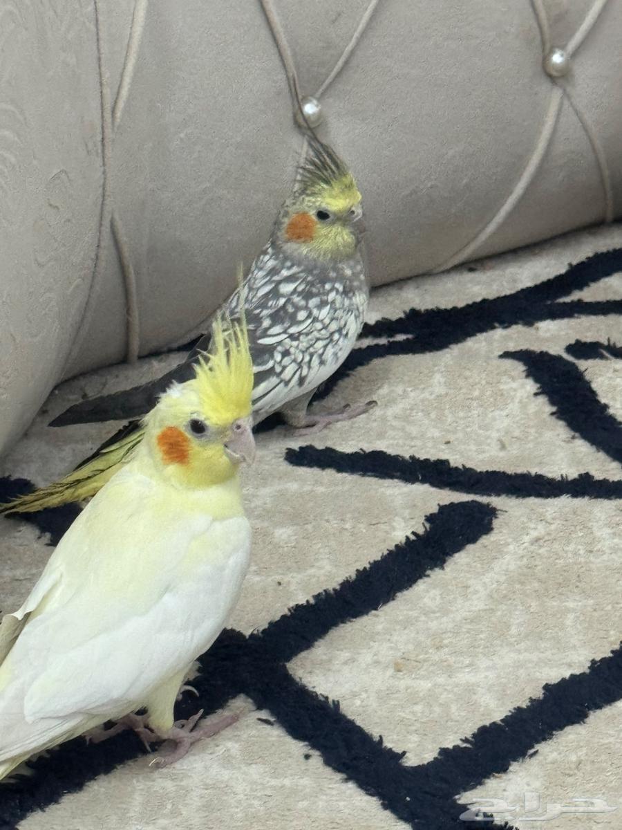 زوج كروان للبيع64379399263362112