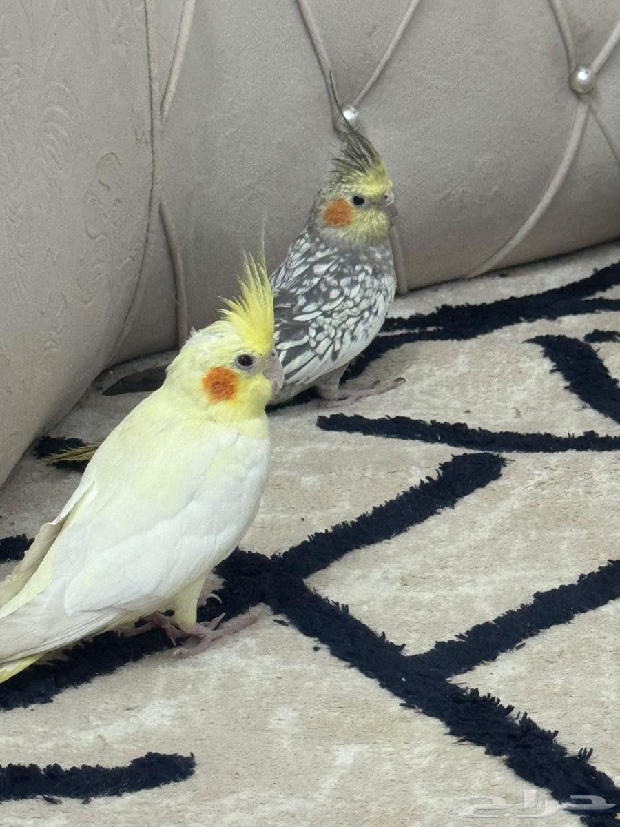 زوج كروان للبيع64379399263362110