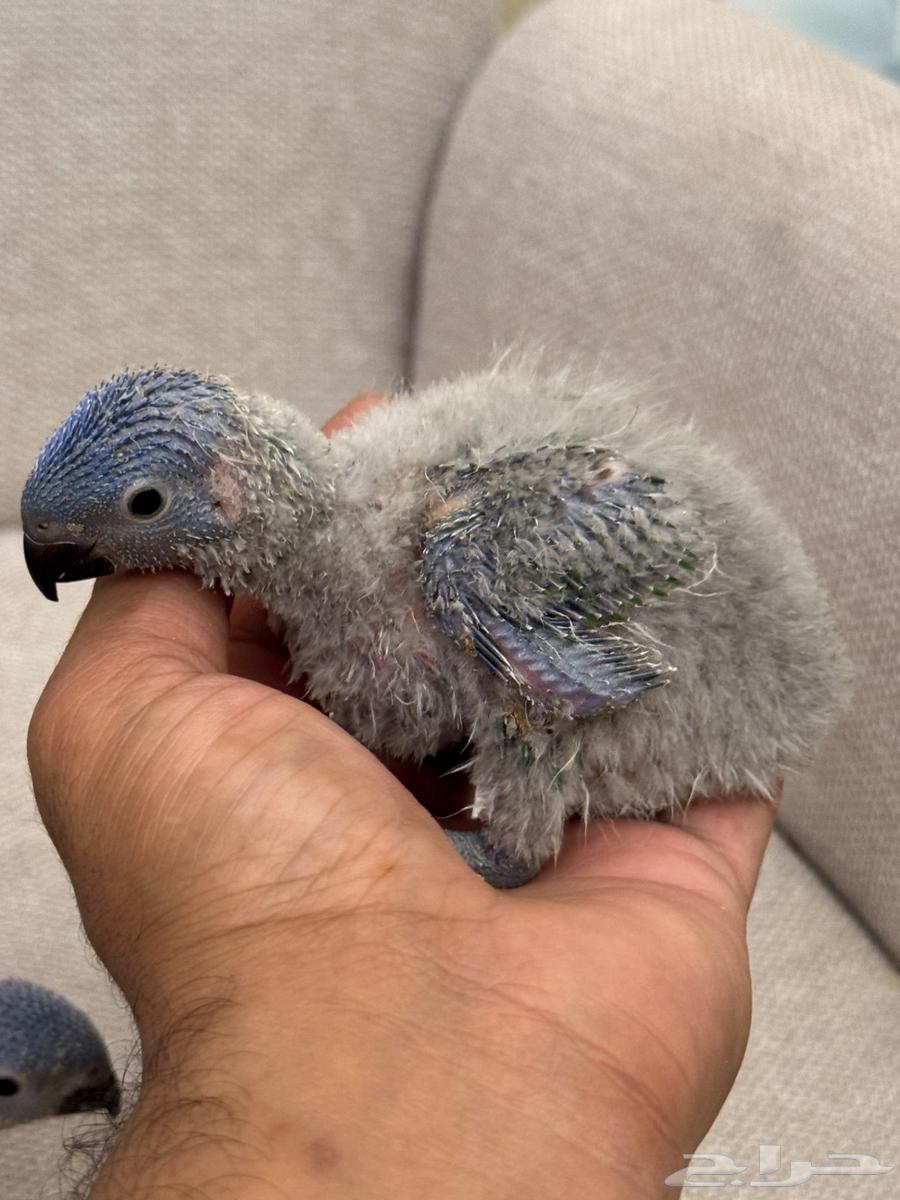 فرخين لوري64379908751107111