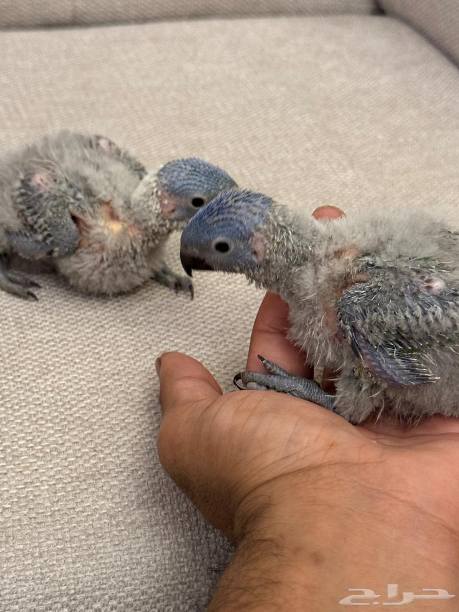 فرخين لوري64379908751107112