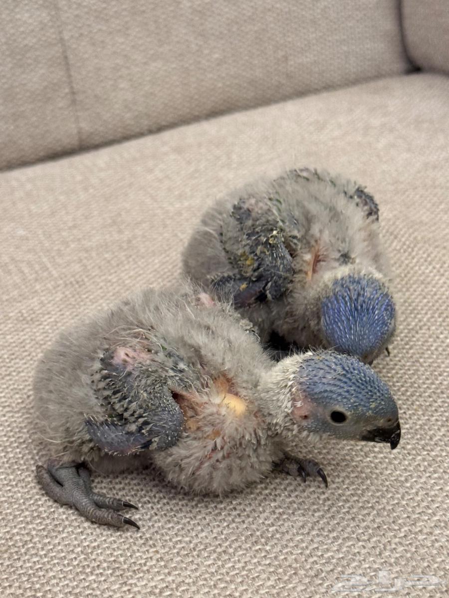 فرخين لوري64379908751107113