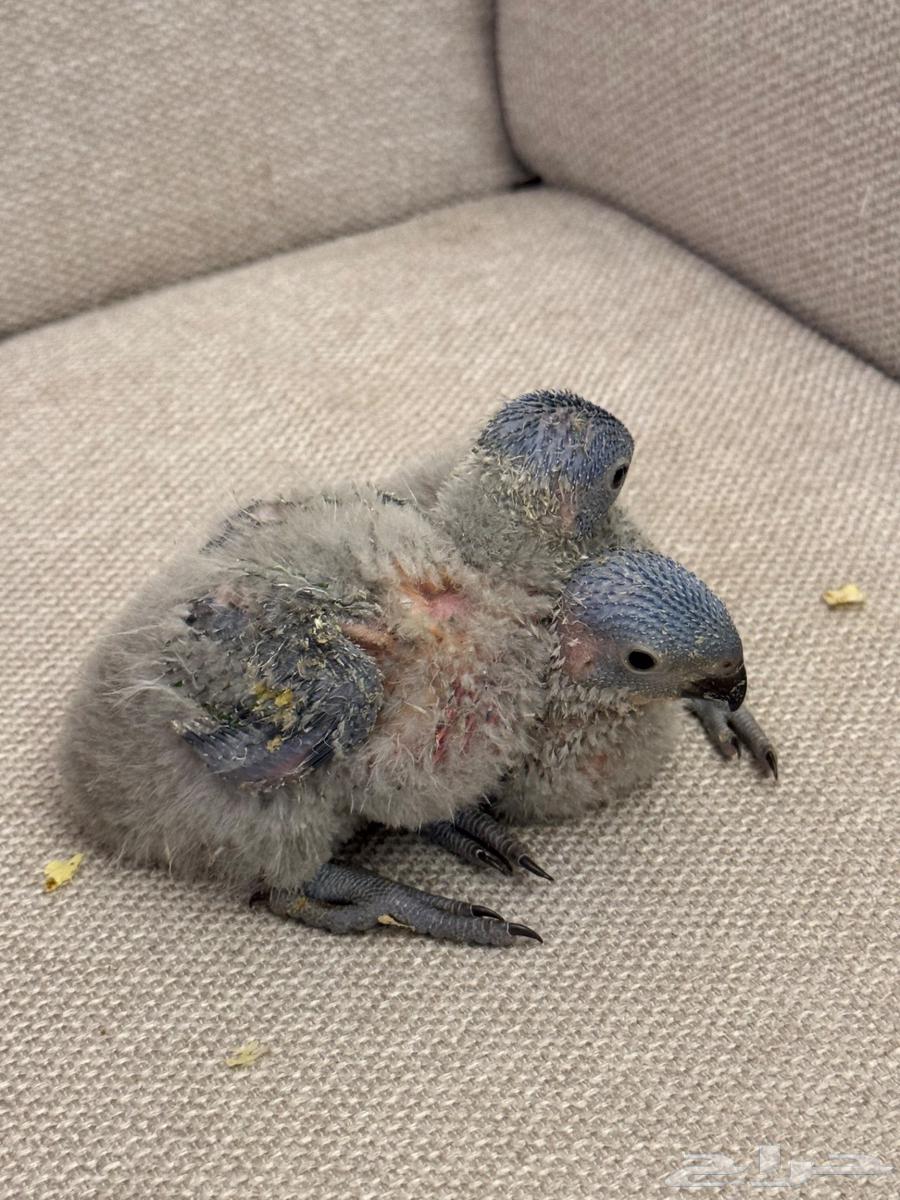 فرخين لوري64379908751107114