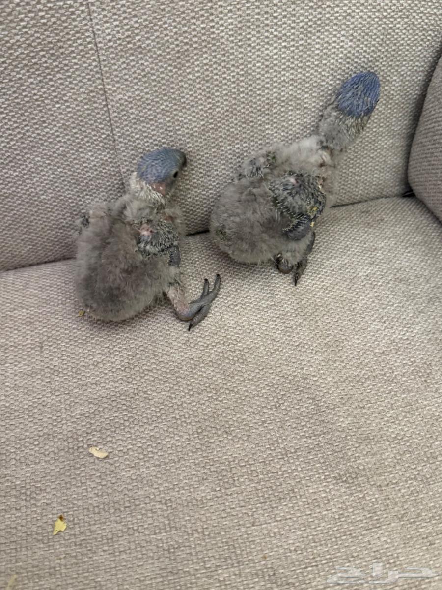 فرخين لوري64379908751107110