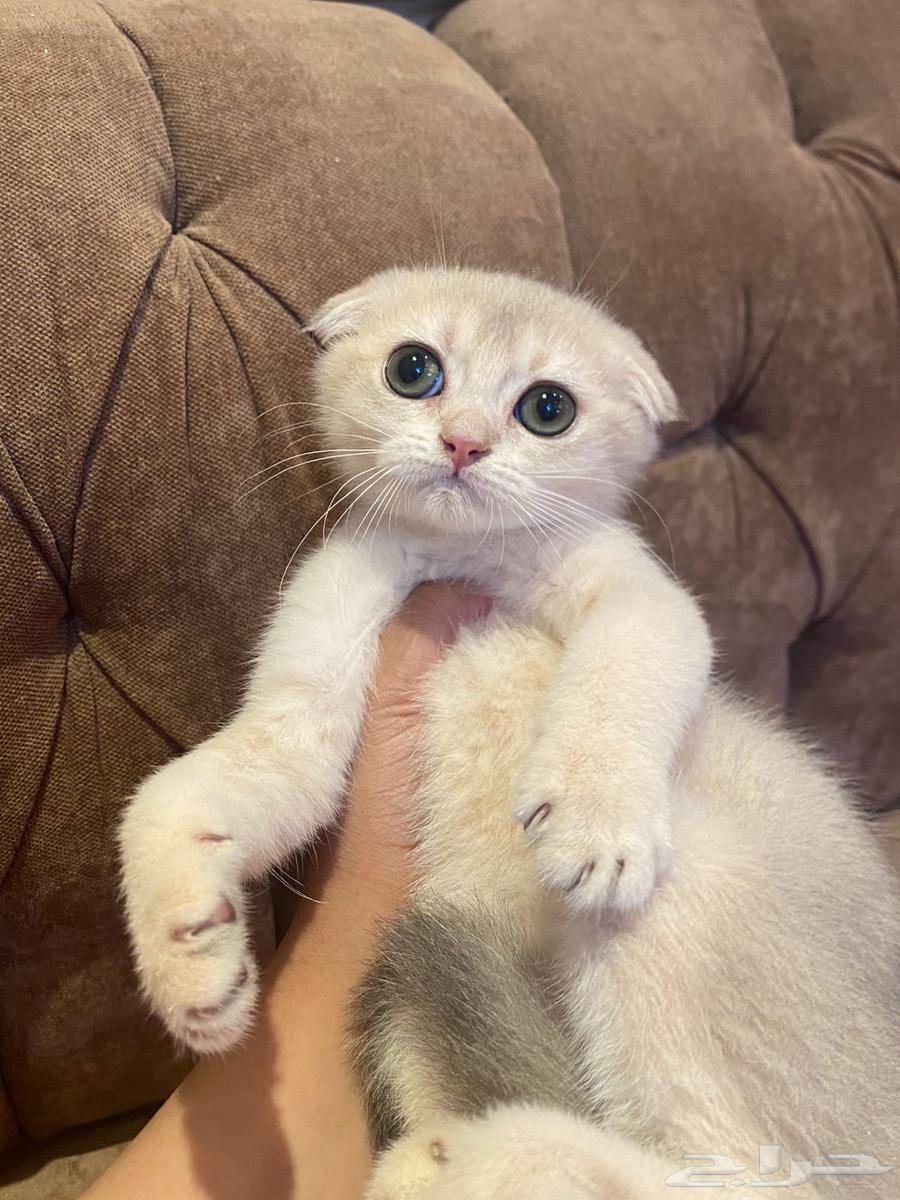 Scottish Double Fold Kitten64379958981122111