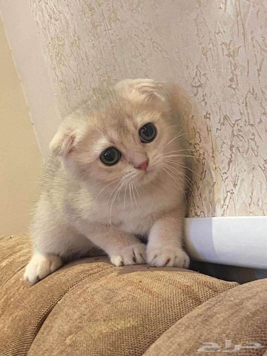 Scottish Double Fold Kitten64379958981122113