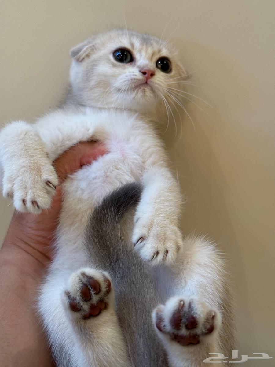Scottish Double Fold Kitten64379958981122110