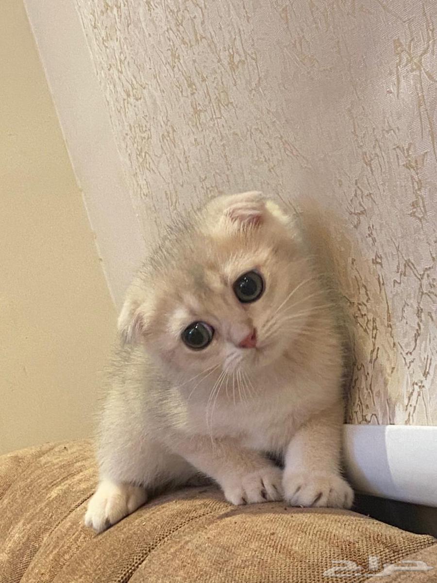 Scottish Double Fold Kitten64379958981122112