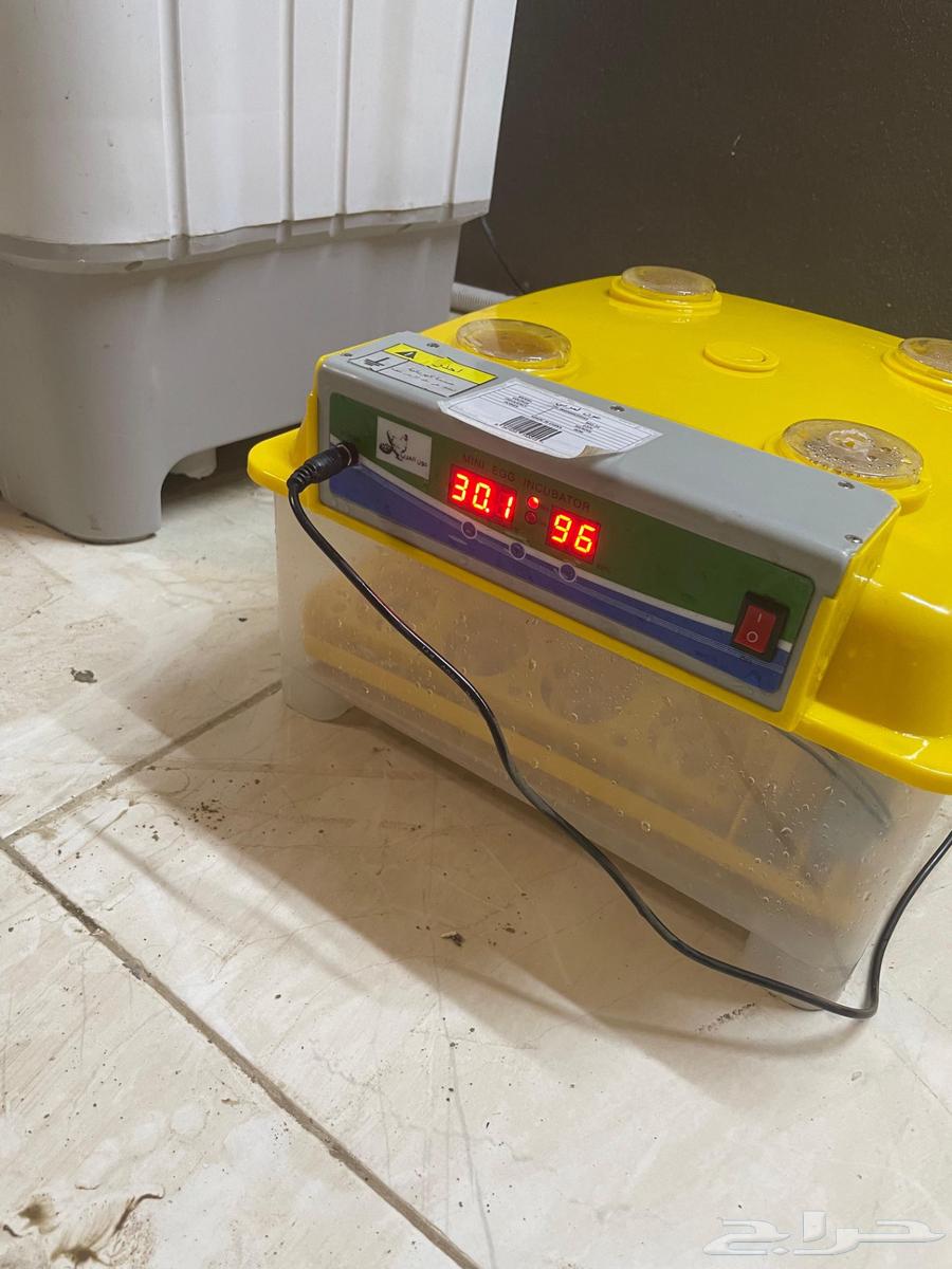 حضانه بيض للبيع64380390238339110