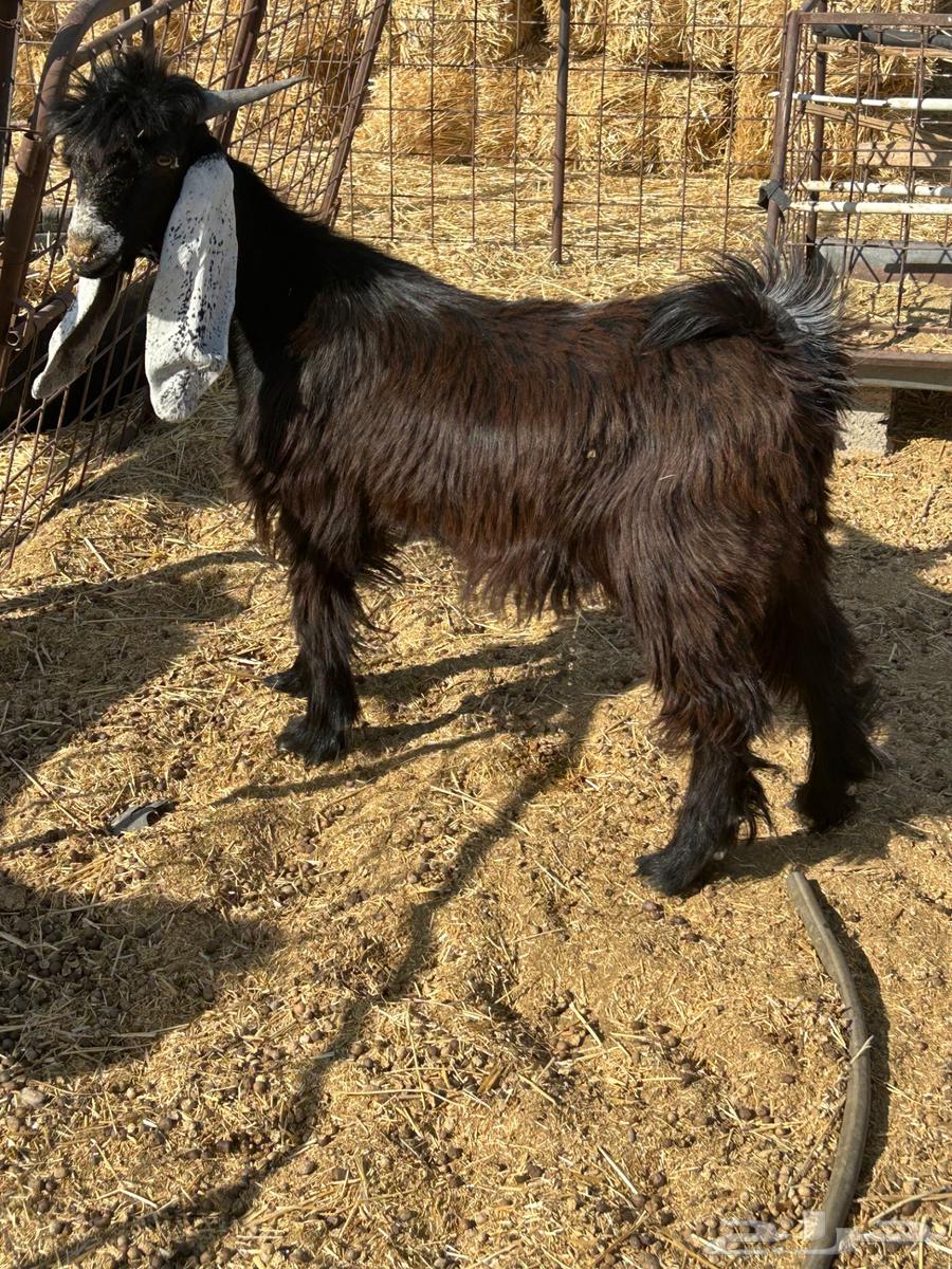 تيس عارضي للبيع64388079003777110