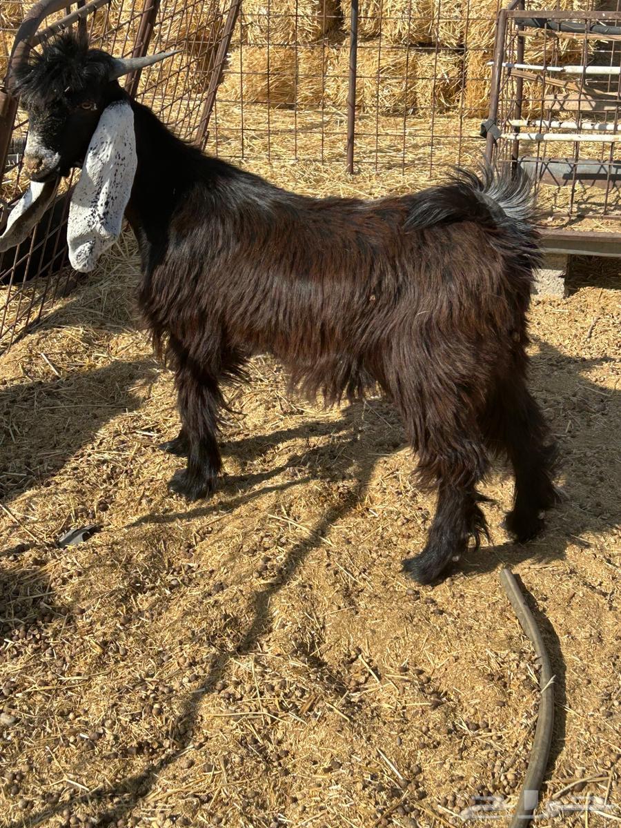 تيس عارضي للبيع64388079003777112