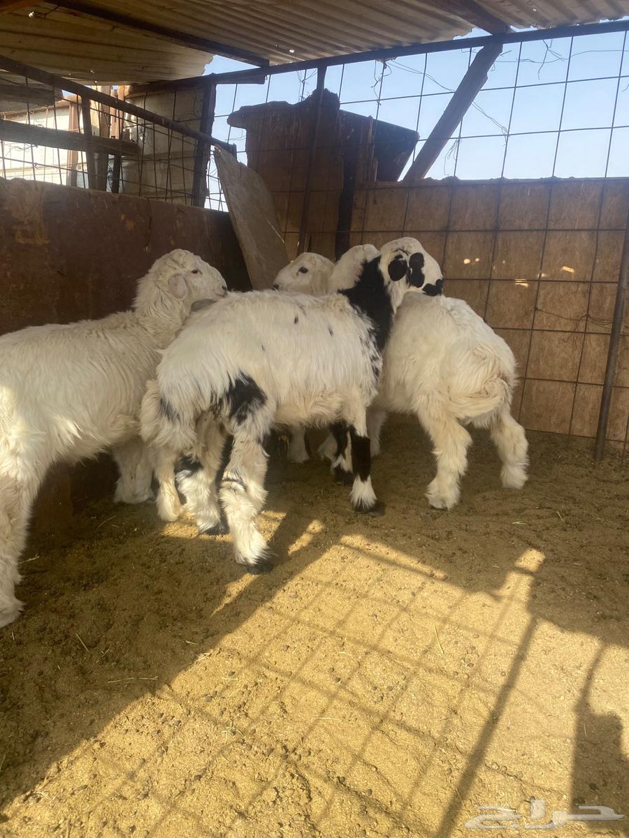 Italian slaughter with slaughtering and delivery64380957928963110