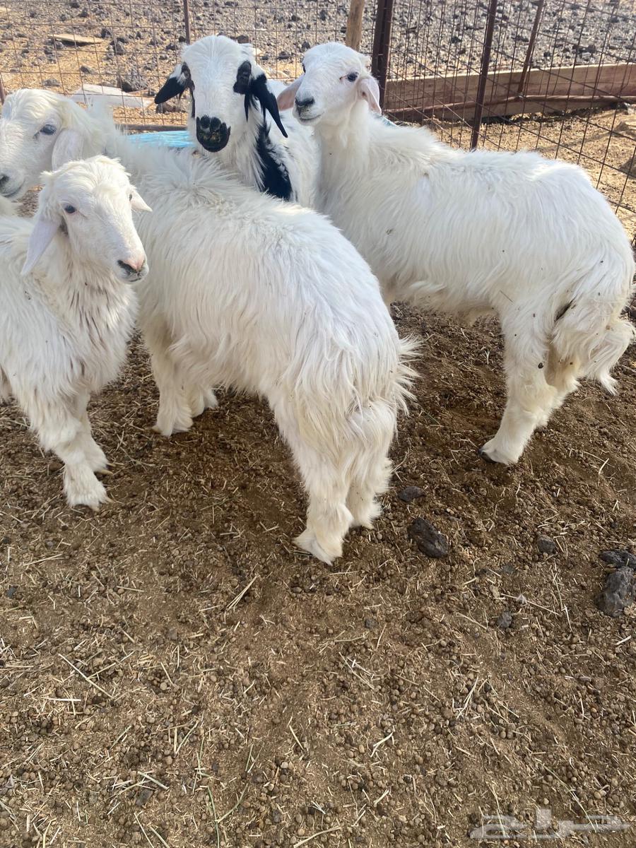 Italian slaughter with slaughtering and delivery64380957928963111