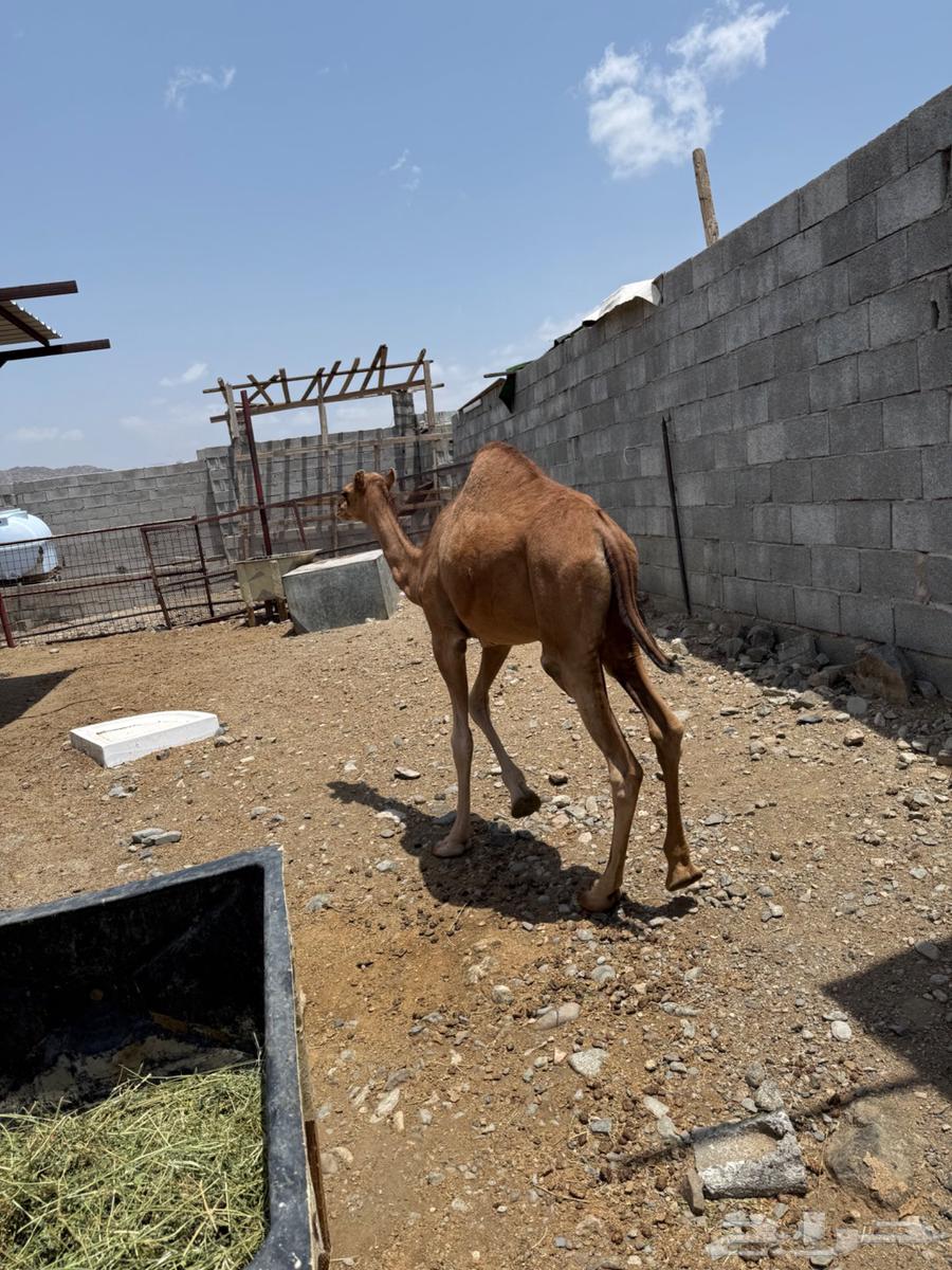 للبيع بكرة مكة الحساني.64381109190785110