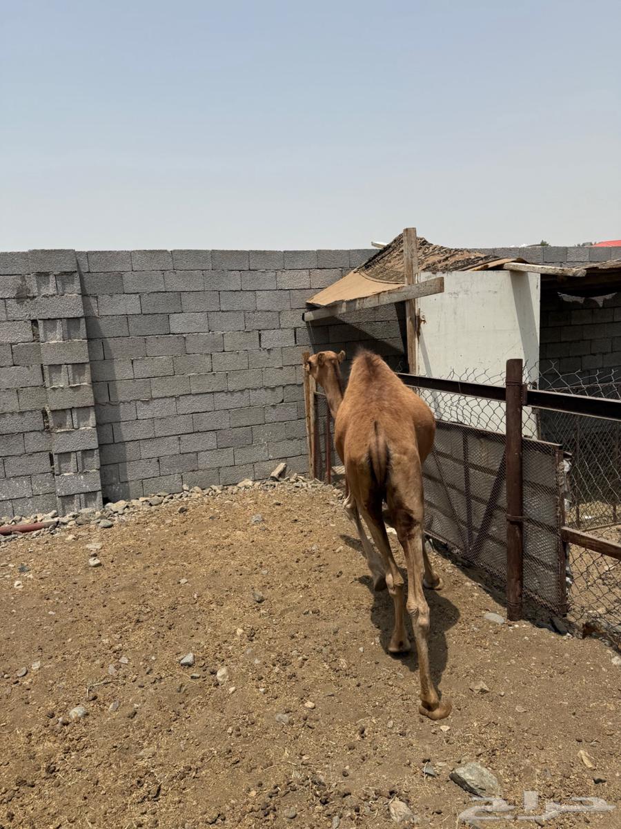 للبيع بكرة مكة الحساني.64381109190785111