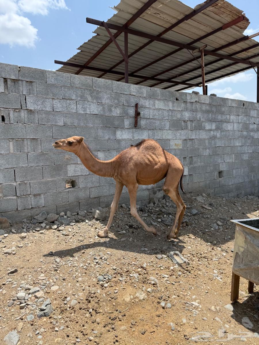 للبيع بكرة مكة الحساني.64381109190785112