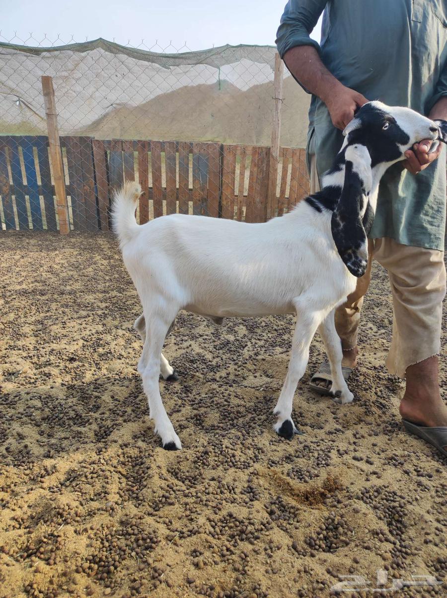 تيس بلدي للبيع64381493898243110